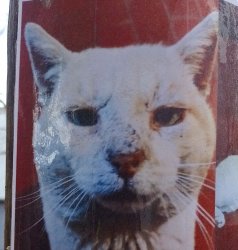 gato malandro Meme Template