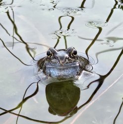 Frog Meme Template