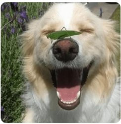 cheezburger happy dog Meme Template