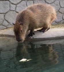capibara drink water Meme Template