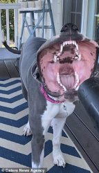 leaf blower dog Meme Template