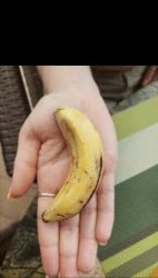 Micro'-banana Meme Template