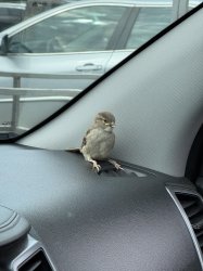 Monday Bird Meme Template
