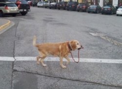 Dog Holding Own Leash Meme Template