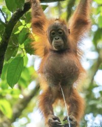 Orang Meme Template