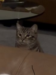 Cat jumpscare Meme Template