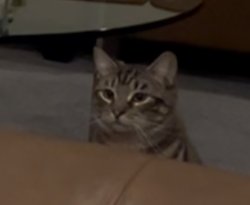 Peekaboo! Meme Template