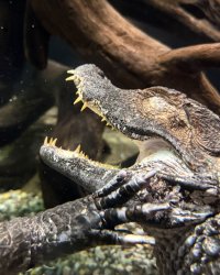 Caiman Meme Template