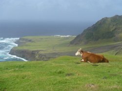 Contemplative cow Meme Template