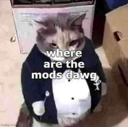 where are the mods dawg Meme Template