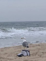 Seagull Drip Meme Template