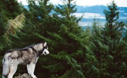 Husky Meme Template