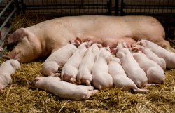 Litter Pigs Piglets Sow suckling Volsrock Meme Template