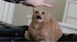 Cat gets grabbed Meme Template