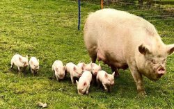 Pigs piglets Sow litter volsrocks Meme Template