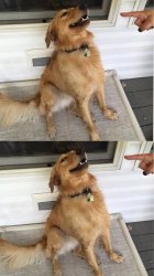 Dog Dont you dare Meme Template