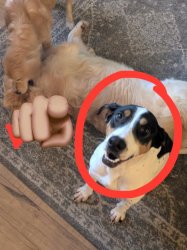 Dog point laugh Meme Template