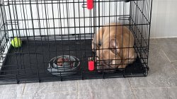 Dog in a cage Meme Template
