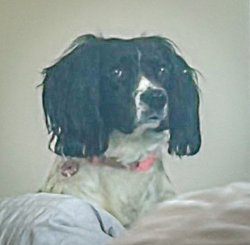Judgemental dog Meme Template