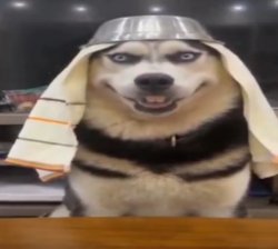 dog Meme Template