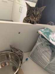 Desperately hungry Cat Meme Template