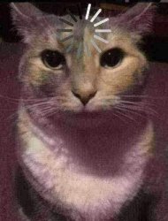 loading cat Meme Template