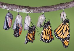 Butterfly Meme Template