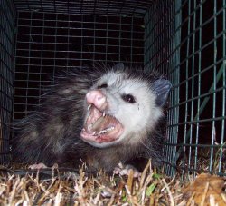 Possum Meme Template
