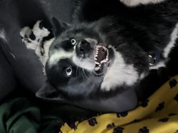 Cute dawg, scary teeth Meme Template