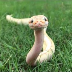 Snake Meme Template