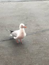 Seagulls Meme Template