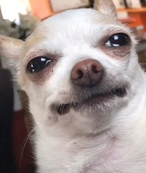 Disappointed Dog Meme Template