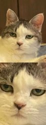 Deadpan Cat Meme Template