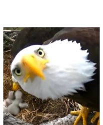Bald eagle looking at camera Meme Template
