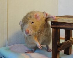 Back in my day Rat Meme Template