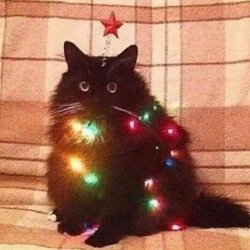 christmas cat Meme Template