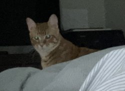 Majestic cat Meme Template