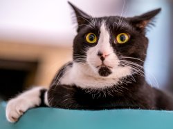 Oh sh!t cat Meme Template