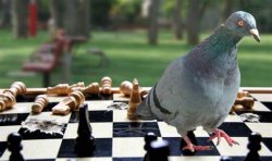 Pigeon playing Chess Meme Template