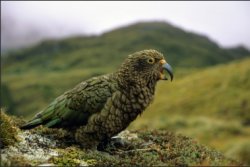 Angry Kea Meme Template