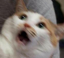 GATO Meme Template