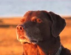 Cooked dog Meme Template