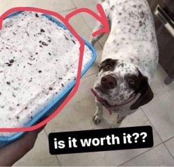 is it worth it Meme Template