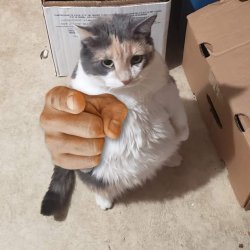 Vas a caer gato Meme Template