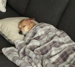 Dog Sleeping Meme Template