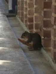 hot dog squirrel Meme Template