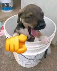 Perrito burla Meme Template