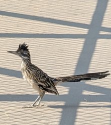 Bakersfield Road Runner Meme Template