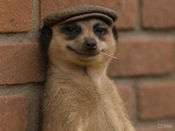 meerkat watching you Meme Template