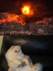 Kitty watching tv Meme Template